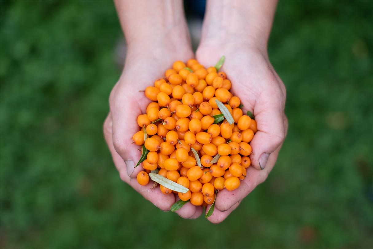 Tumbleseed Apothecary Sea Buckthorn berries in hands