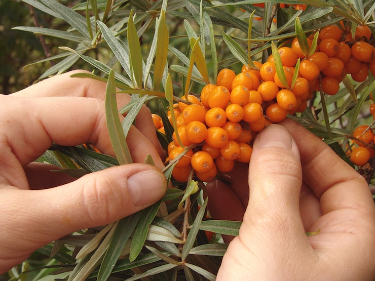 Tumbleseed Apothecary Sea Buckthorn berries